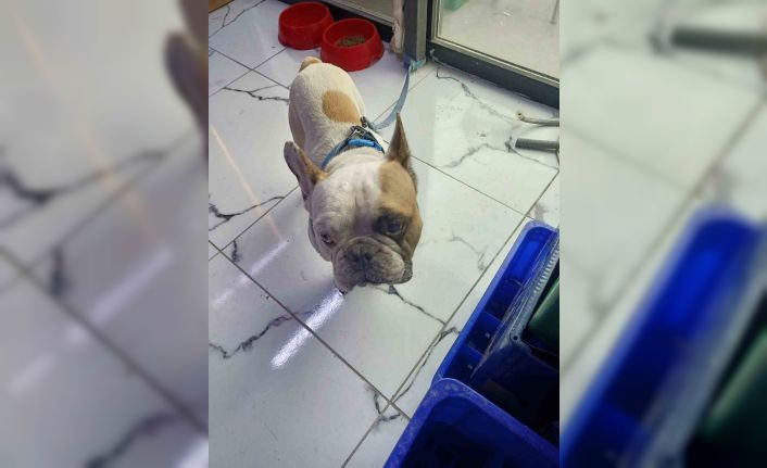 Köpeği defalarca direğe vurarak yaralayan şahıs gözaltına alındı