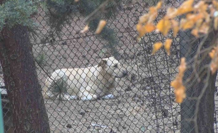 Köpekler tarafından yaralanan profesörün mahallesinde insanlar tedirgin