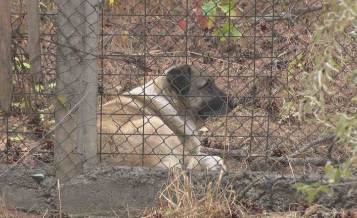 Köpeklerin saldırısına uğrayan akademisyenin mahallesinde tedirginlik