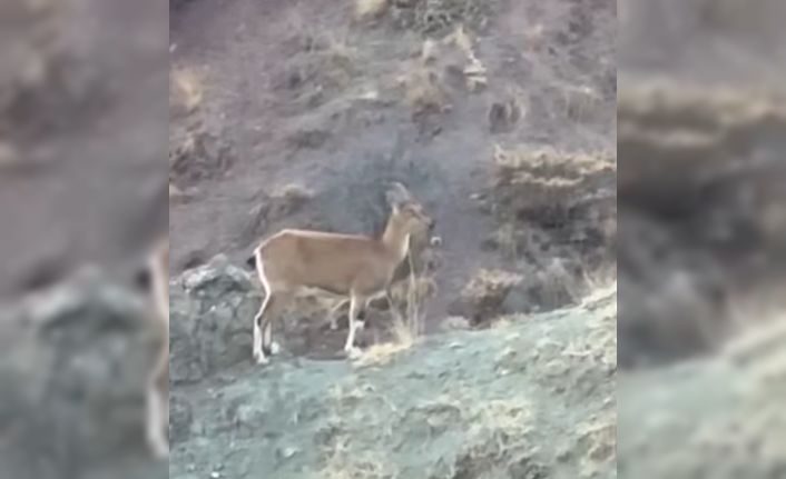 Koruma altındaki dağ keçisi ve yavruları Harput’ta görüntülendi