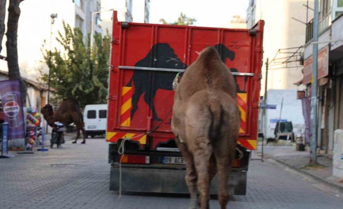 Küresel ısınma develerin de dengesini bozdu