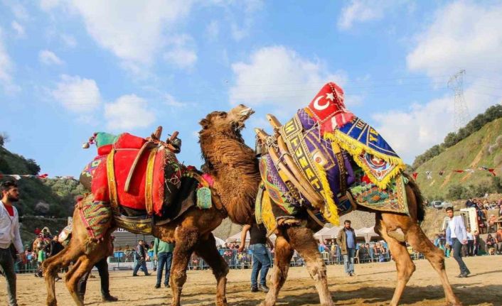 Kuyucak’ta deve güreşi şenlikleri yapılacak