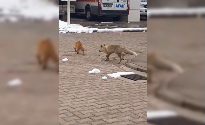 Mahallenin maskotu tilki ‘Boncuk’ ile kedinin oyunu kameralara yansıdı