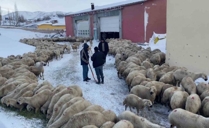 Mahsur kalan koyunlara ve çobanlara başkan sahip çıktı