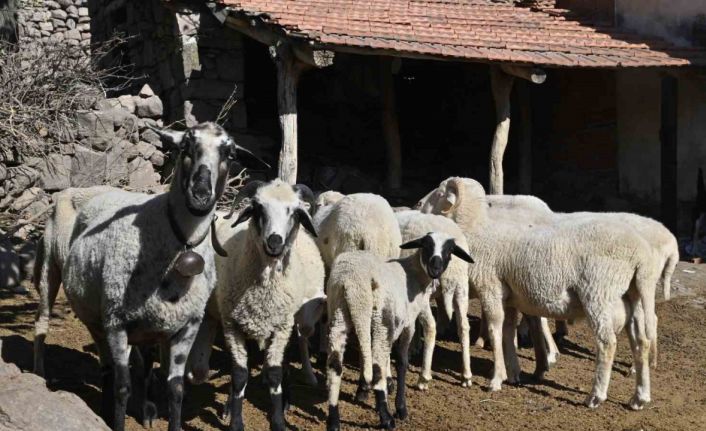 Manisa’da ‘Mavi Dil’ hastalığıyla mücadelede ediliyor