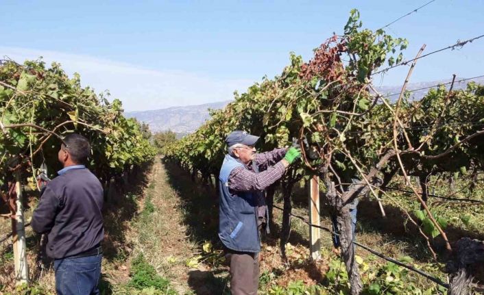 Manisa’nın bağlarında hasat devam ederken budama çalışmaları da başladı