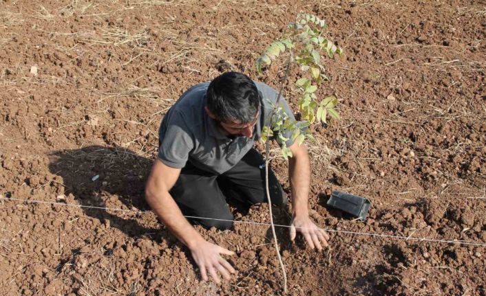 Mardin’de fıstık ağaçları toprakla buluşturuldu