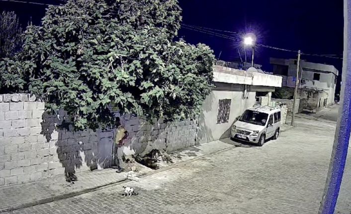 Mardin’de tavuk hırsızlığı güvenlik kamerasına yansıdı