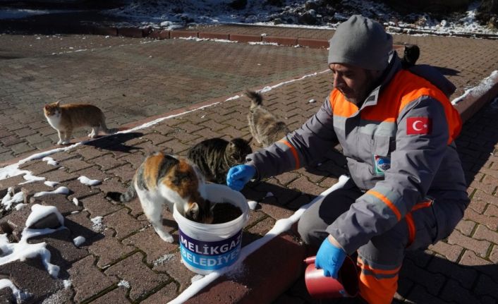 Melikgazi Belediyesi kar yağışı sonrası sokak hayvanlarını unutmadı