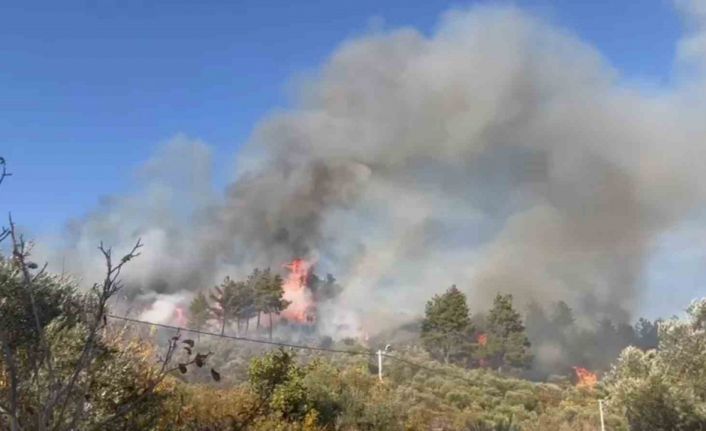 Menteşe’de orman yangını, söndürme çalışmaları sürüyor