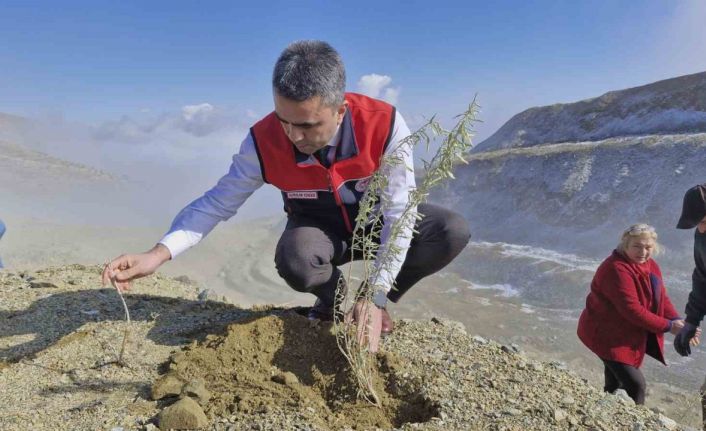 Meralara tuz çalısı fidesi dikimi yapıldı