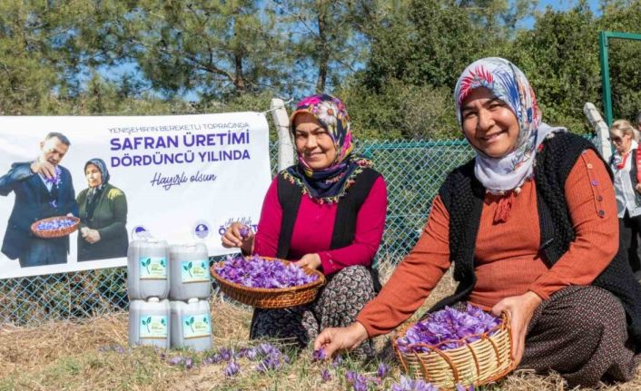 Mersin Yenişehir’de safran üretimi 4. yılına girdi