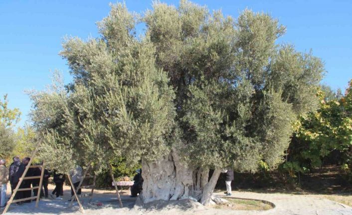 Mersin’de bin 300 yıllık zeytin ağacından hasat yapıldı