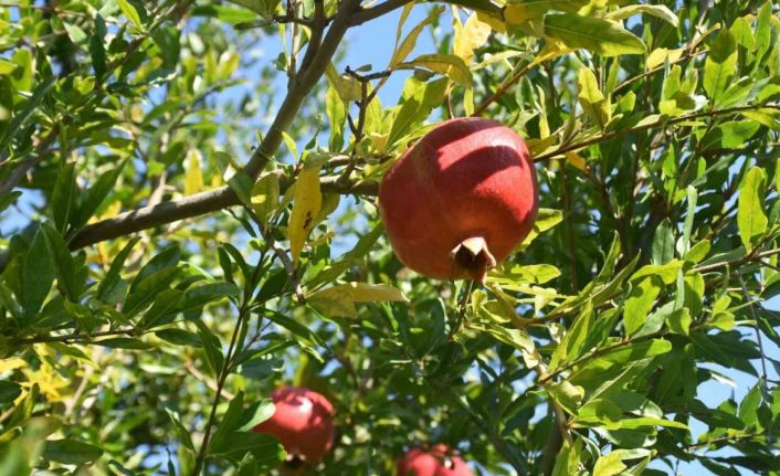 Muğla Nar üretiminde Türkiye ikincisi