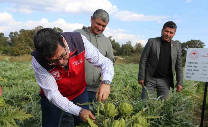 Muğla’da hedef 12 ay Enginar üretimi