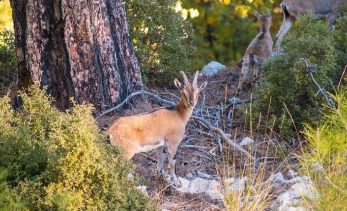 Nesli tükenme tehlikesindeki yaban keçileri, Isparta’nın sarp kayalıklarında görüntülendi