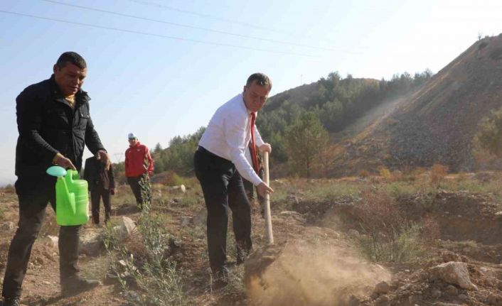 Nizip Belediyesi, bin adet zeytin fidesi dikti