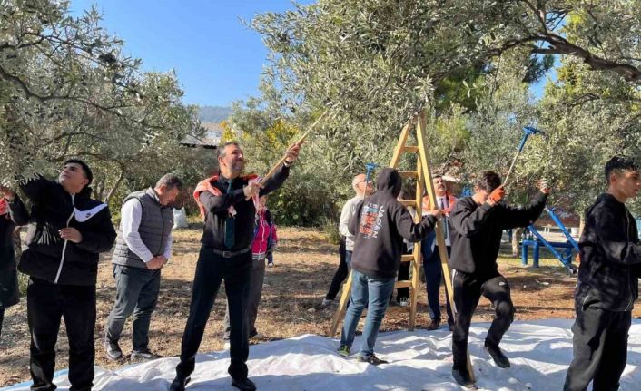 Öğrenciler okul bahçesinde zeytin hasadı yaptı