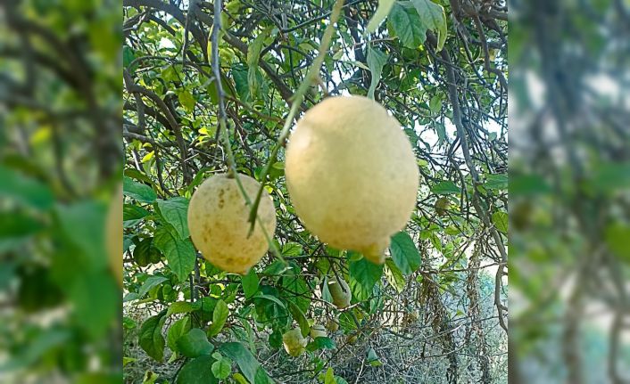 Ortaca’da limon ve greyfurt bahçelerinde incelemelerde bulunuldu