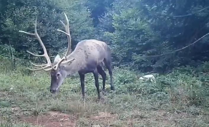 Samanlı Dağları’na salınan kızıl geyikler fotokapanlara yansıdı