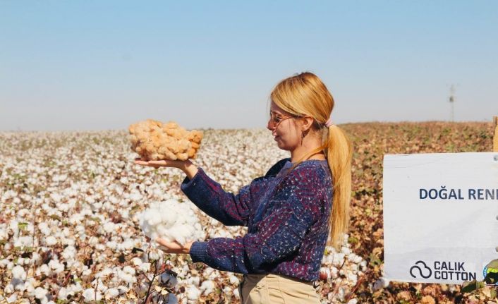 Şanlıurfa’da doğal renkli pamuğun hasadı başladı