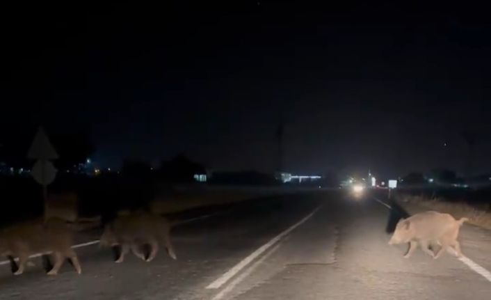 Şanlıurfa’da domuz sürüsü şehir merkezine indi