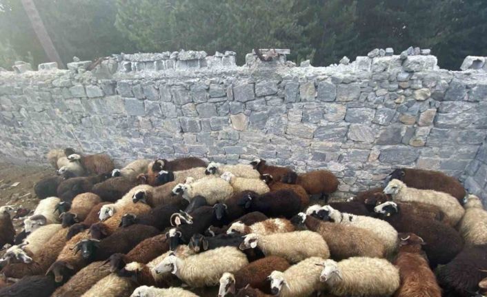 Sarıkamış’ta maskeli hırsızlar tarafından çalınan hayvanlar bulundu