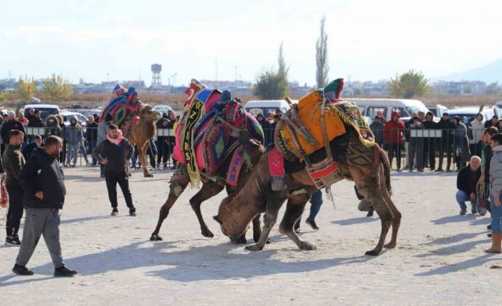 Saruhanlı’da deve güreşleri festivaline büyük ilgi