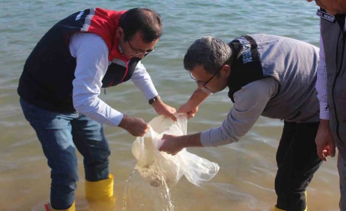 Siirt’te 2 milyon balık yavrusu baraj göllerine bırakıldı