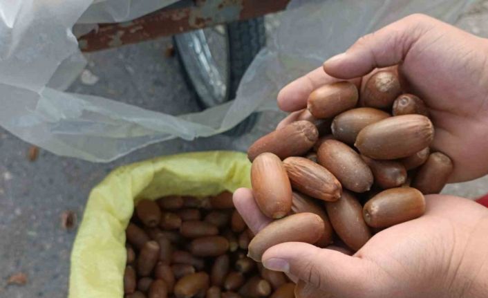 Siirt’te kestane yerine “meşe palamudu” tezgahta yer aldı