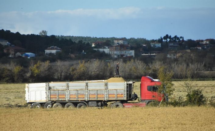 Sinop’ta çeltik hasadı sona erdi