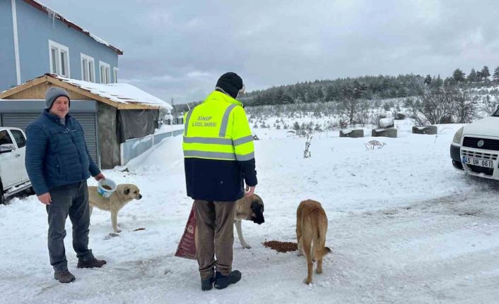 Sinop’ta evcil ve yabani hayvanlara yem desteği