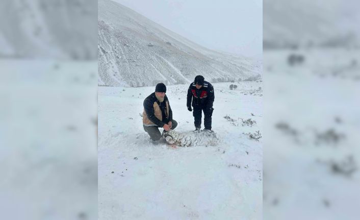 Soğuk ve tipi nedeniyle 200 küçükbaş dağda telef oldu