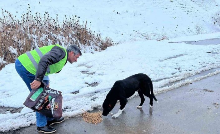 Sokak hayvanları için besleme çalışması yapıldı