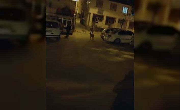 Sokak köpekleri vatandaşları canından bezdirdi