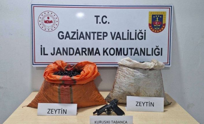 Suçüstü yakalanan zeytin hırsızlığı şüphelisi tutuklandı