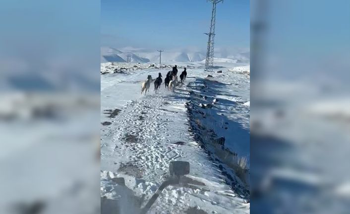 Sürü halindeki yılkı atları görüntülendi