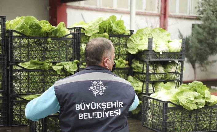 Tarlada kalan ürünleri Aydın Büyükşehir satın alacak