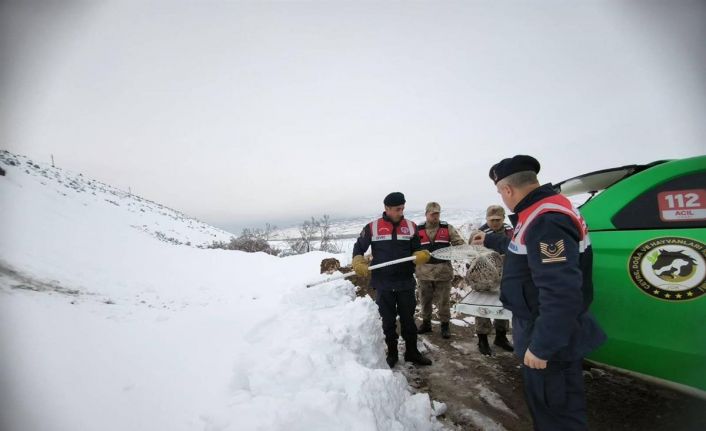 Tavuklara saldıran Vaşağa Erzincan jandarmasından şefkat