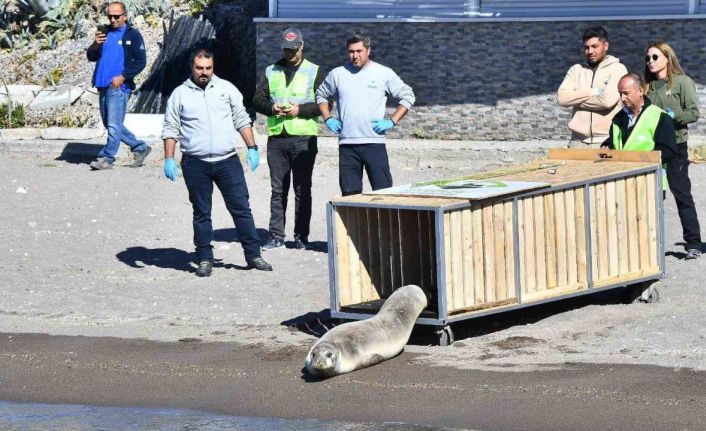 Tedavisi tamamlanan Akdeniz foku mavi sularla buluştu