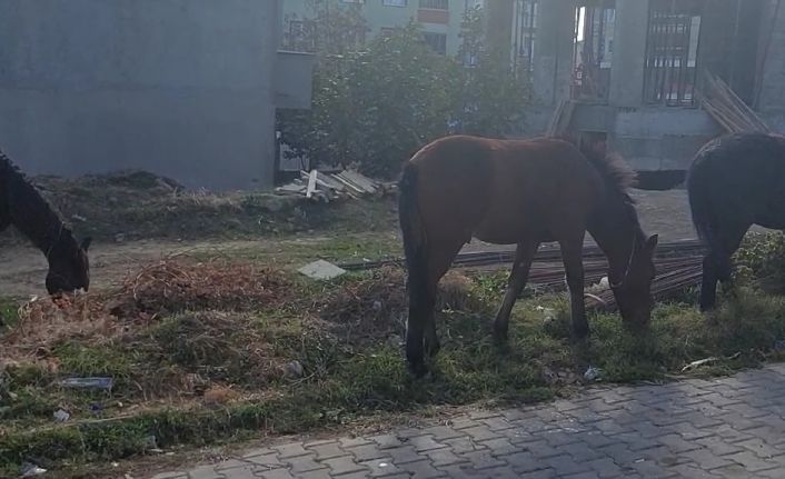 Tekirdağ sokaklarında bu kez başıboş atlar gezintide