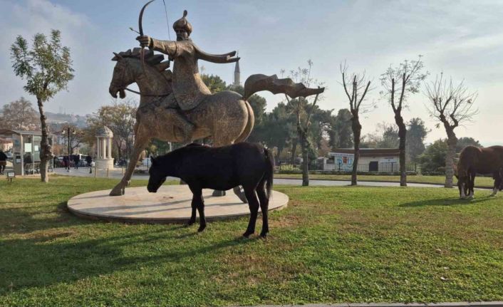 Tekirdağ’da atlı heykeli mesken tutan başıboş atlar ilgi odağı oldu