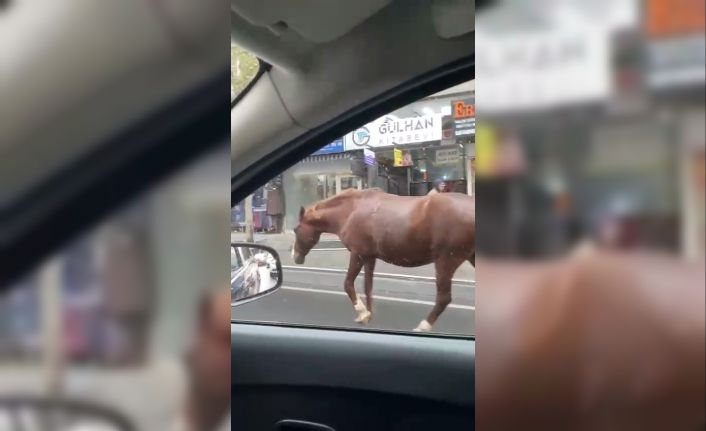 Tekirdağ’da sokaklarda gezen başıboş atlar şaşkınlığa sebep oldu