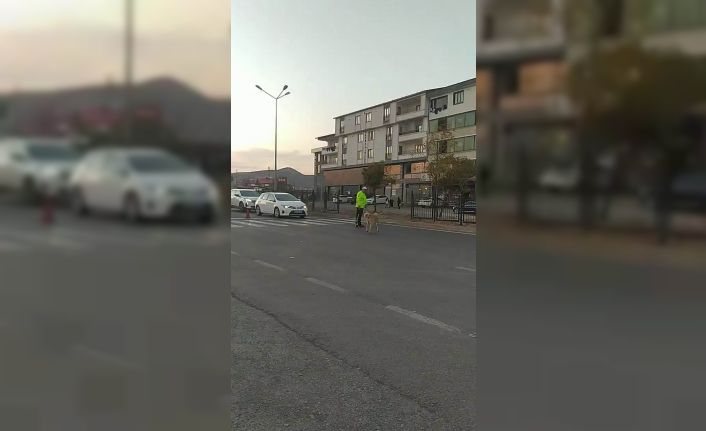 Trafik polisinden yürek ısıtan davranış: Köpeğin geçmesi için trafiği durdurdu