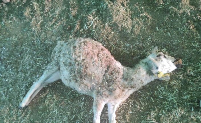 Tunceli’de ağıla giren kurt 26 koyunu telef etti