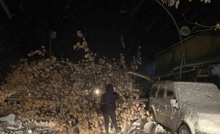 Tunceli’de fırtına, ağaçları devirdi