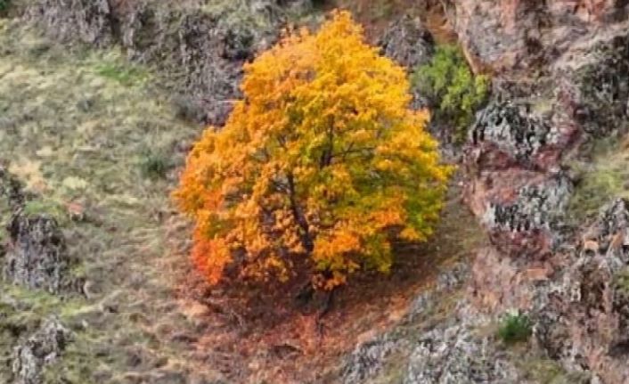 Tunceli’de, koruma altındaki yaban keçileri ile ayı dron kamerasında