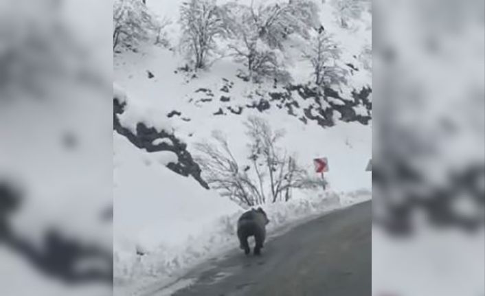 Tunceli’ye kış erken geldi, ayılar uyumayı unuttu