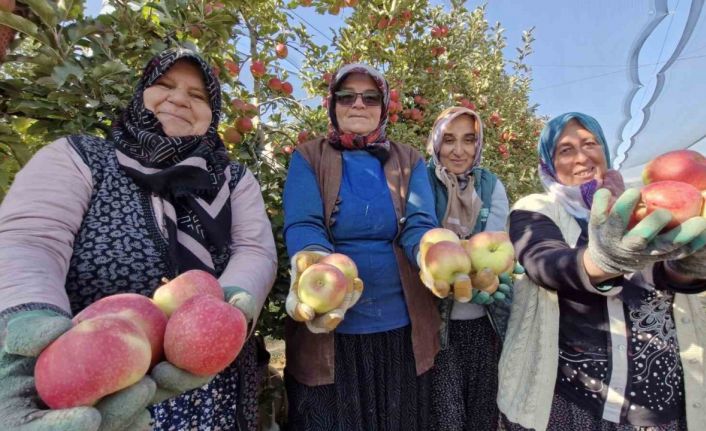 Türkiye’nin elma deposunda son hasat yapılıyor