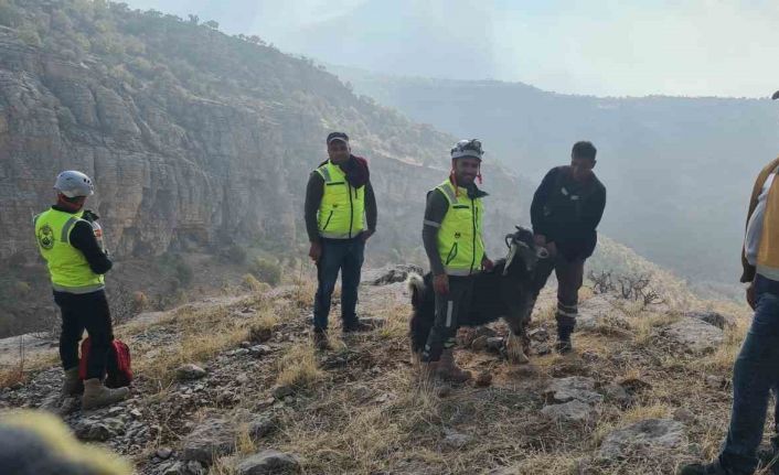 Uçurumda mahsur kalan keçiyi ERKUT ekipleri kurtardı